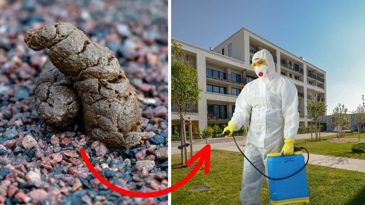 Bajsman på vift igen – smetar avföring på byggnader