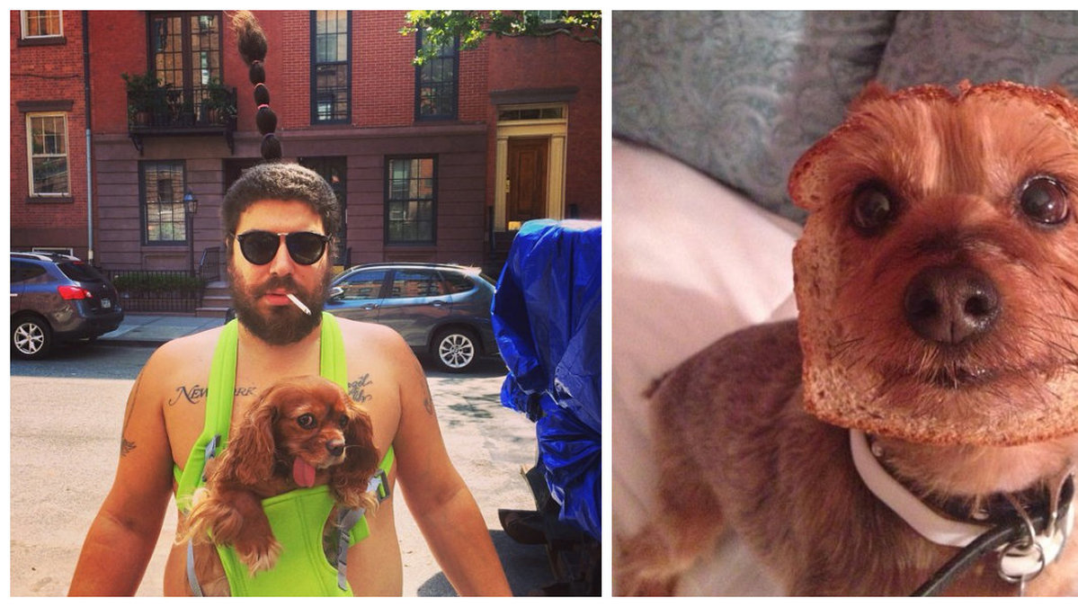 Det verkar som Fat Jew gillar hundar, båda bilderna är från hans Instagram.