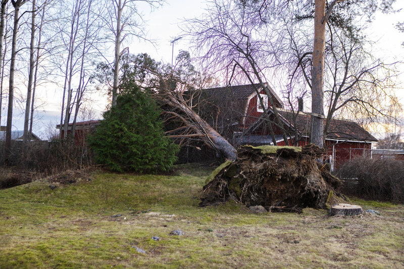 Ett nedfallet träd över ett hus efter stormen Johannes framfart.