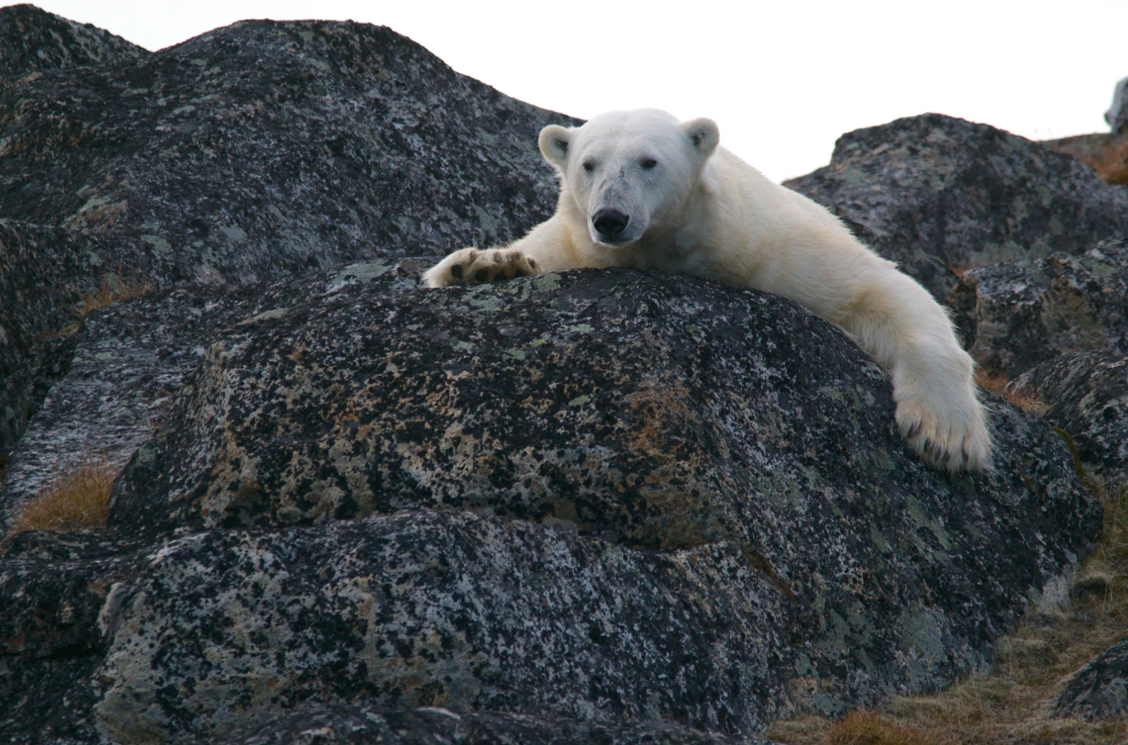 Oväntade gästen: Isbjörn bröt sig in på hotell i Svalbard
