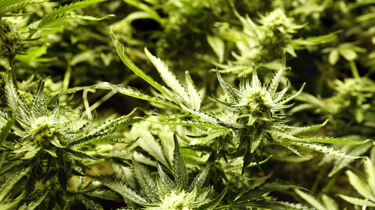 Marijuana legaliserades nyligen i Colorado.