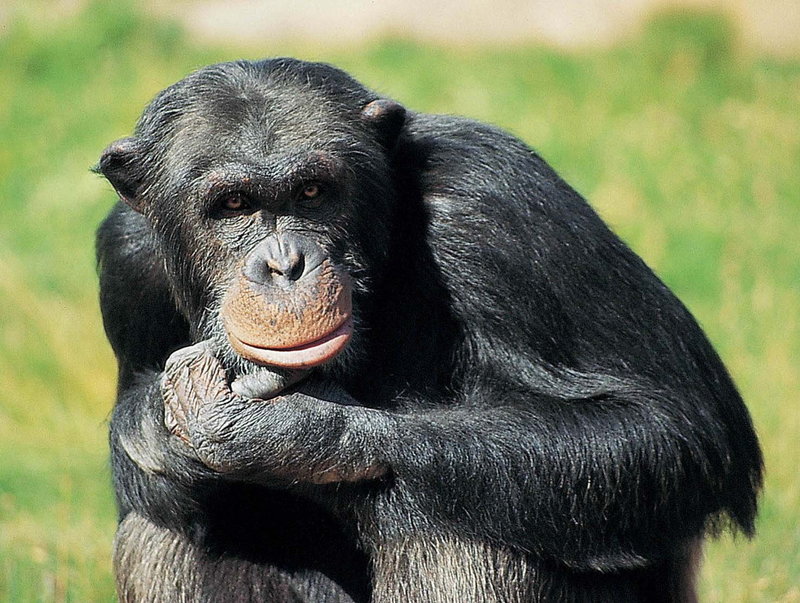 Santino var en av de fyra chimpanser som sköts i samband med rymningen i Furuvik. Arkivbild.