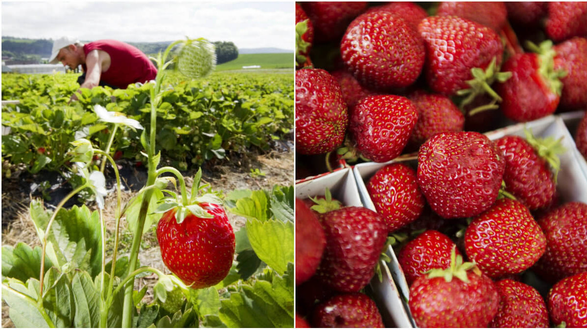 Det var under en auktion i Helsingborg i dag som de allra första svenska jordgubbarna såldes.