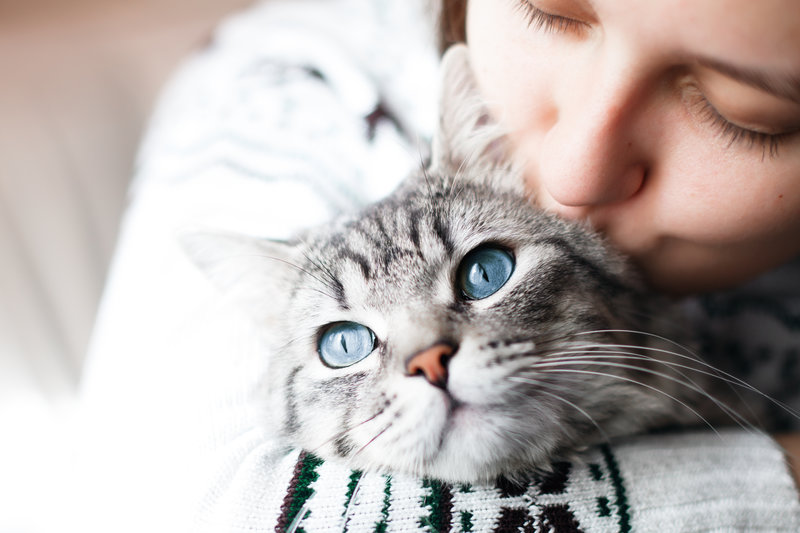 Katten har fler hjärnceller jämfört med hunden. Bildkälla: Shutterstock Katten har fler hjärnceller jämfört med hunden. Bildkälla: Shutterstock