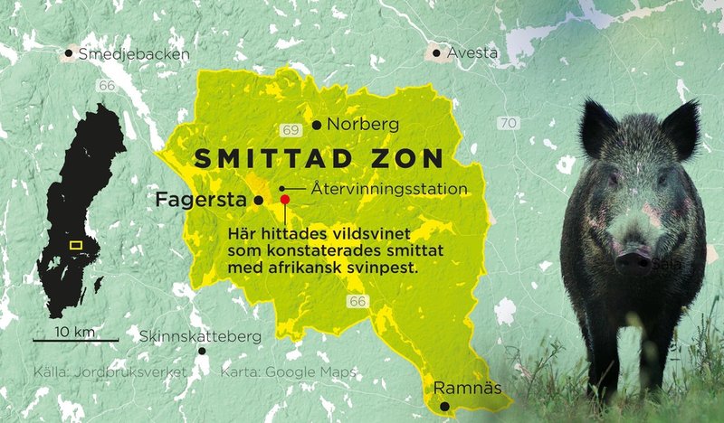 Området där Jordbruksverket har infört restriktioner efter fyndet av afrikansk svinpest. Pressbild.