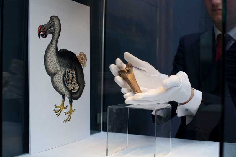 Ett lårben från den utdöda fågeln dronten visas upp på auktion på Christies i London 2013. Dronten är ett av de djur som företaget Colossal Biosciences försöker återskapa.