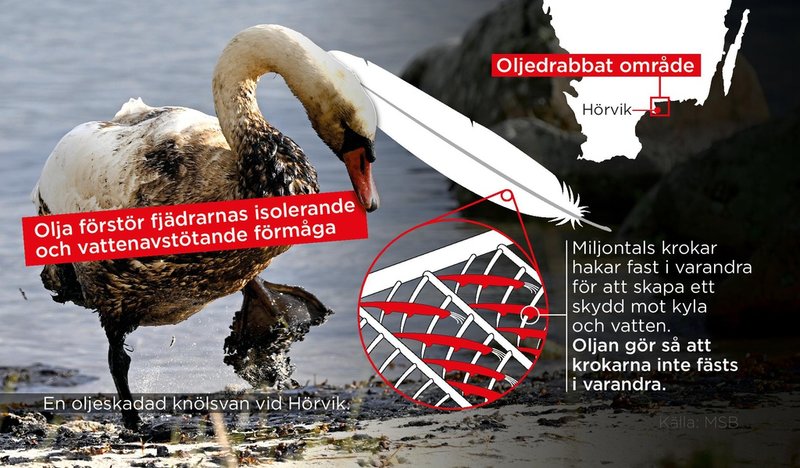 När en fågel får olja på fjädrarna förstörs deras isolerande och vattenavstötande förmåga. Det kan leda till att de fryser ihjäl.