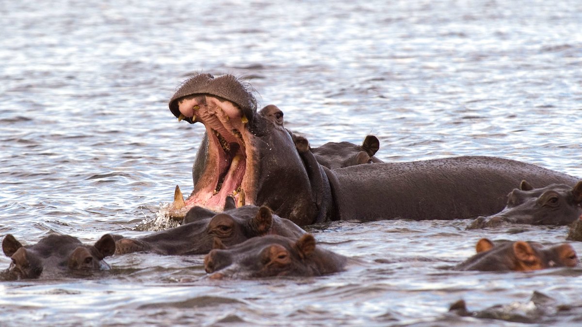 Flodhästar: Tro det eller ej så är flodhästar faktiskt ett av de absolut farligaste djuren i Afrika. De dödar 3 000 människor varje år