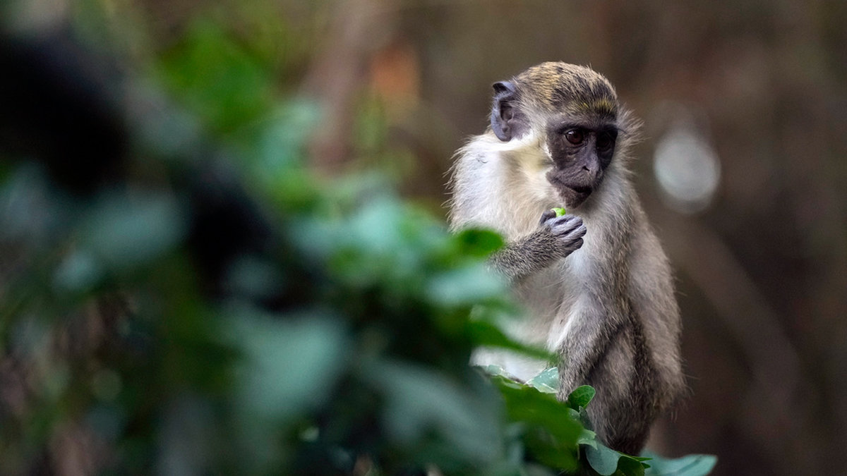 Apkoppor förekommer bland vilda apor i Afrika men sprids oftast av gnagare till människor. Apan på bilden bor på ett zoo i Florida. Arkivbild.