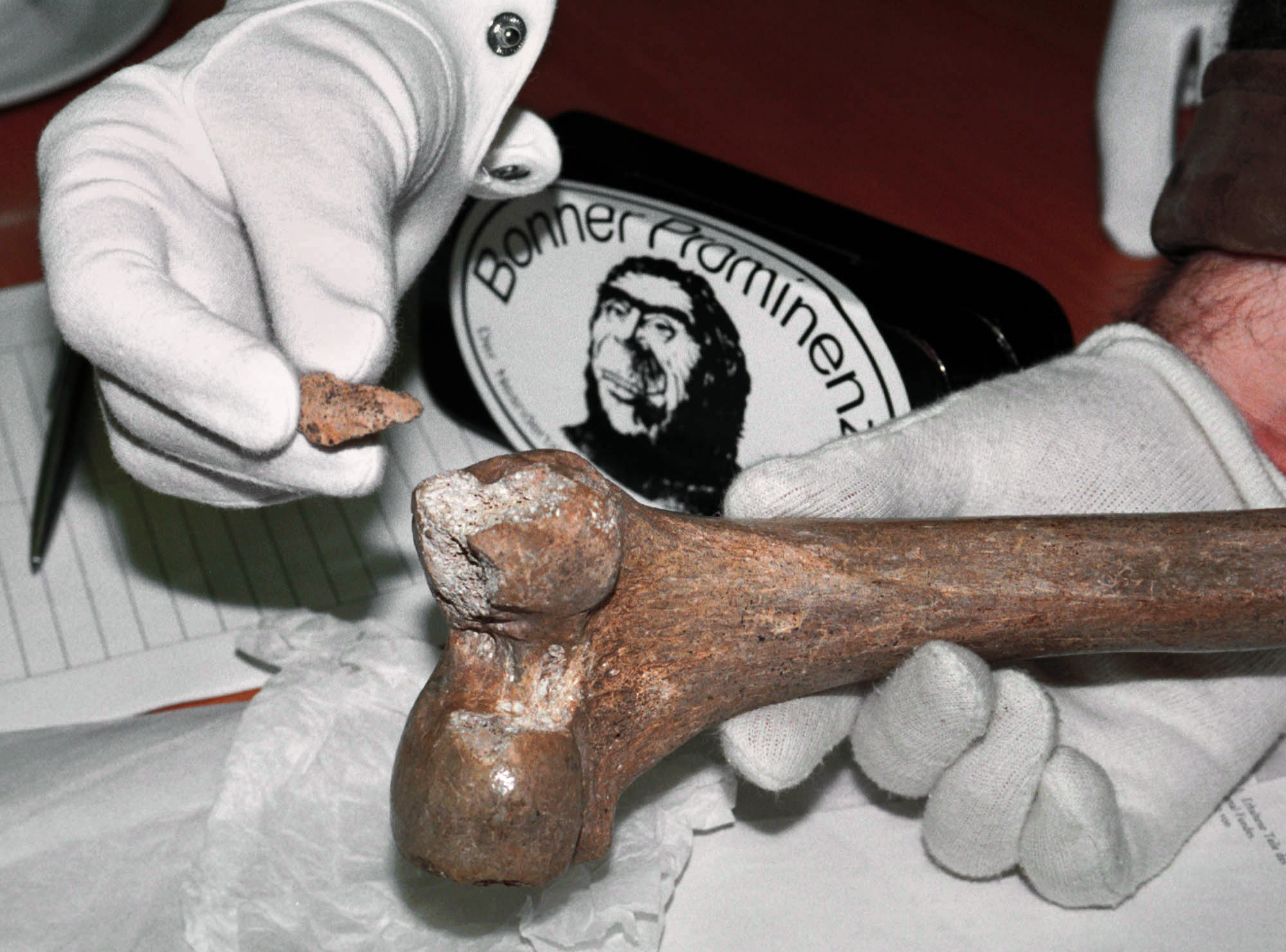Ett ben från en neandertalare som hittats grottan i byn Neandertal, Tyskland. 