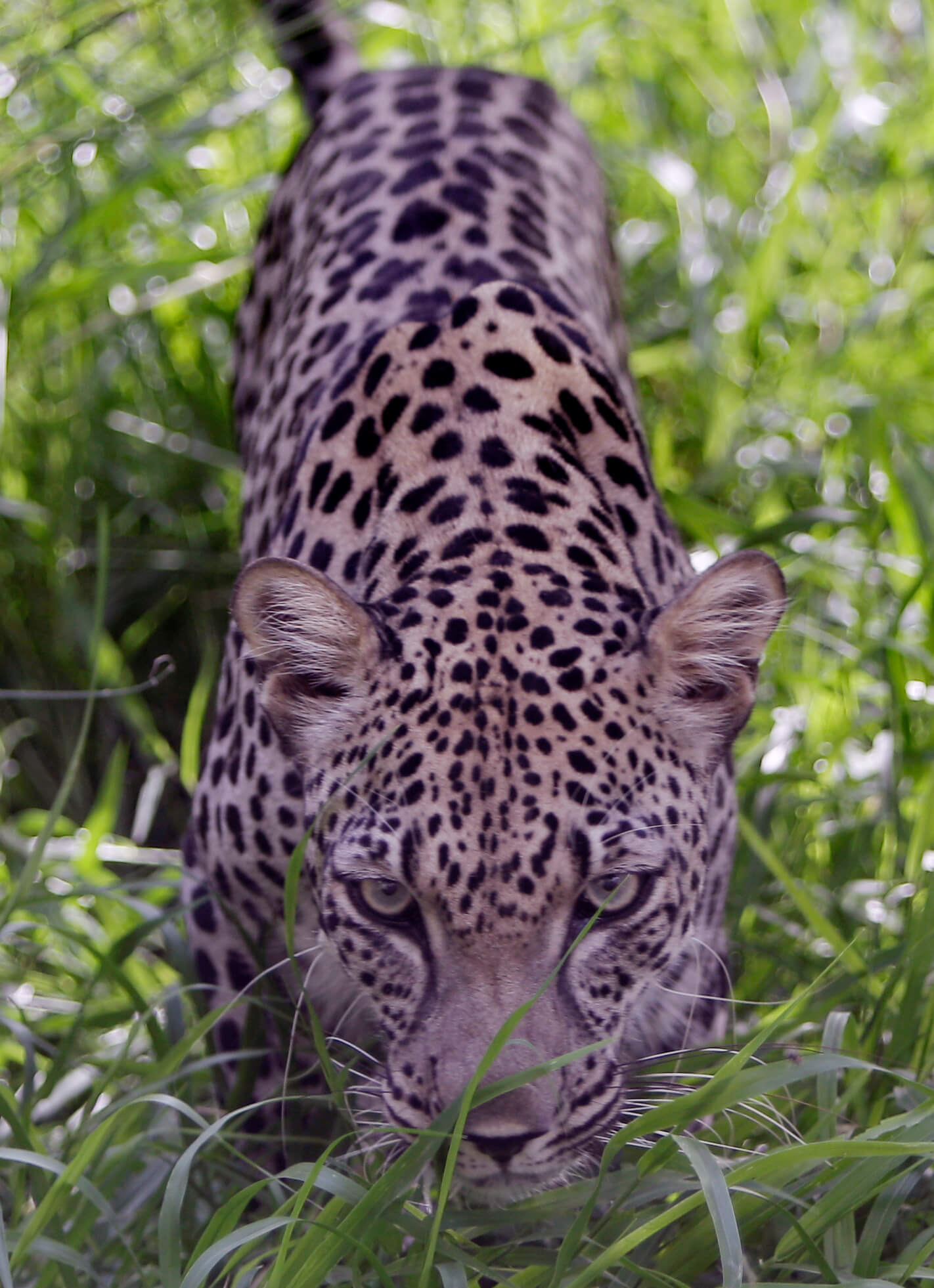 Leopard: Det är okänt hur många människor i världen som attackeras av leoparder, men bara i Indien dog 15 personer till följd av leopardattacker under ett år. Leopard: Det är okänt hur många människor i världen som attackeras av leoparder, men bara i Indien dog 15 personer till följd av leopardattacker under ett år.