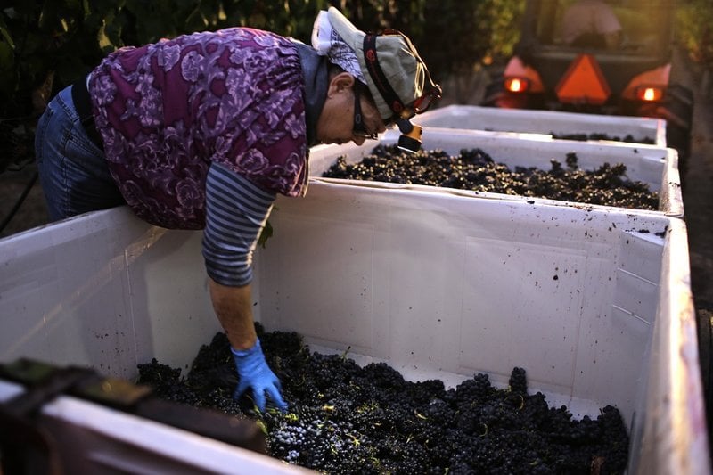 Systembolaget tar hänsyn till vinproducenternas ledtider där skördetider och årstidsväxlingar beaktas. Här skördas pinot noir-druvor i Kalifornien.