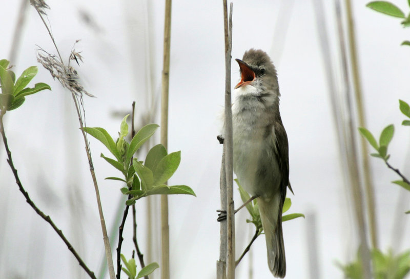 De flesta av våra sångare är långflyttare. Arkivbild.