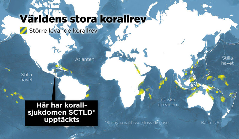 Kartan visarvar världens stora korallrev finns och var man nyligen upptäckt korallsjukdomen SCTLD.