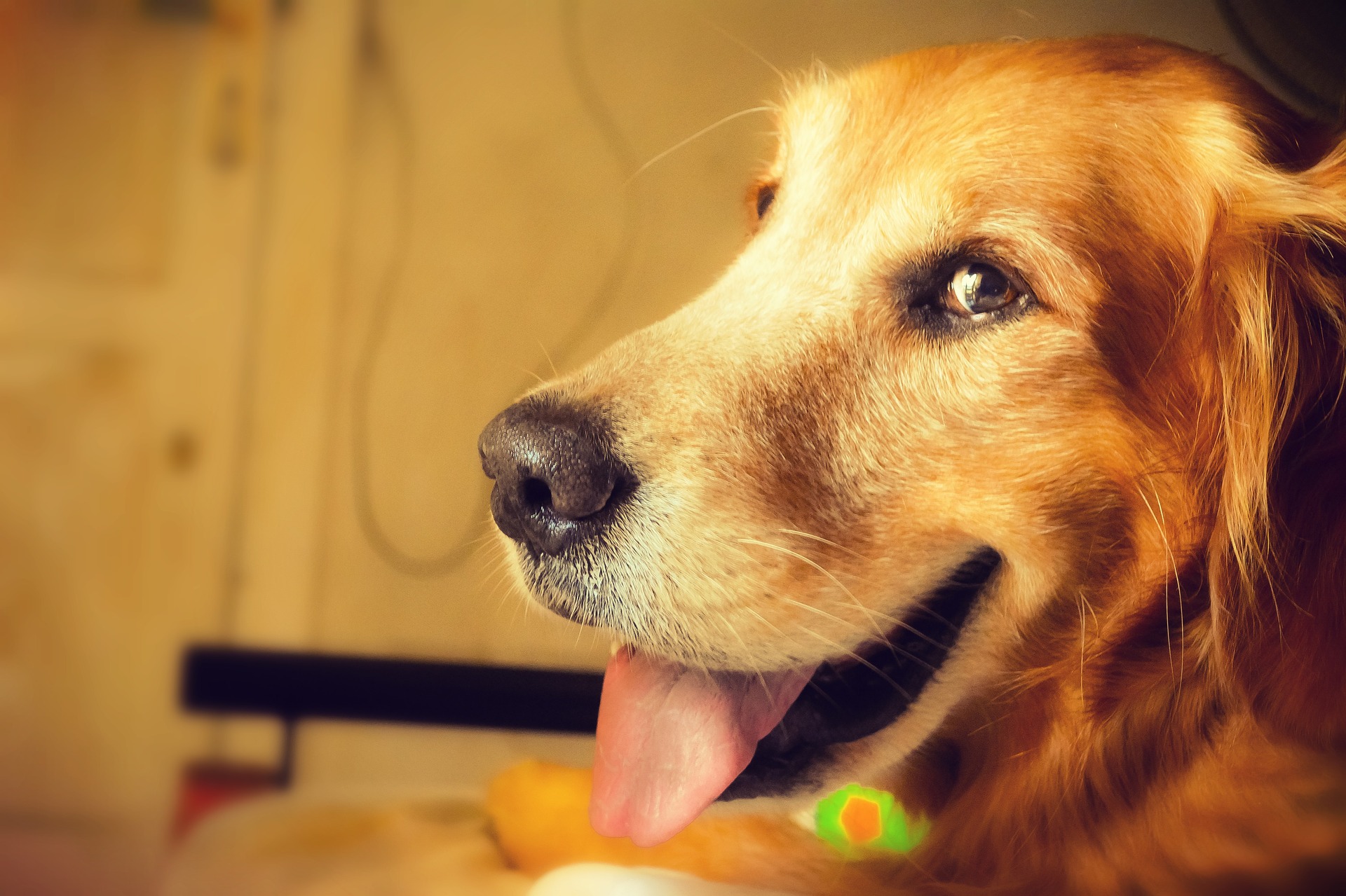 Hund Hund