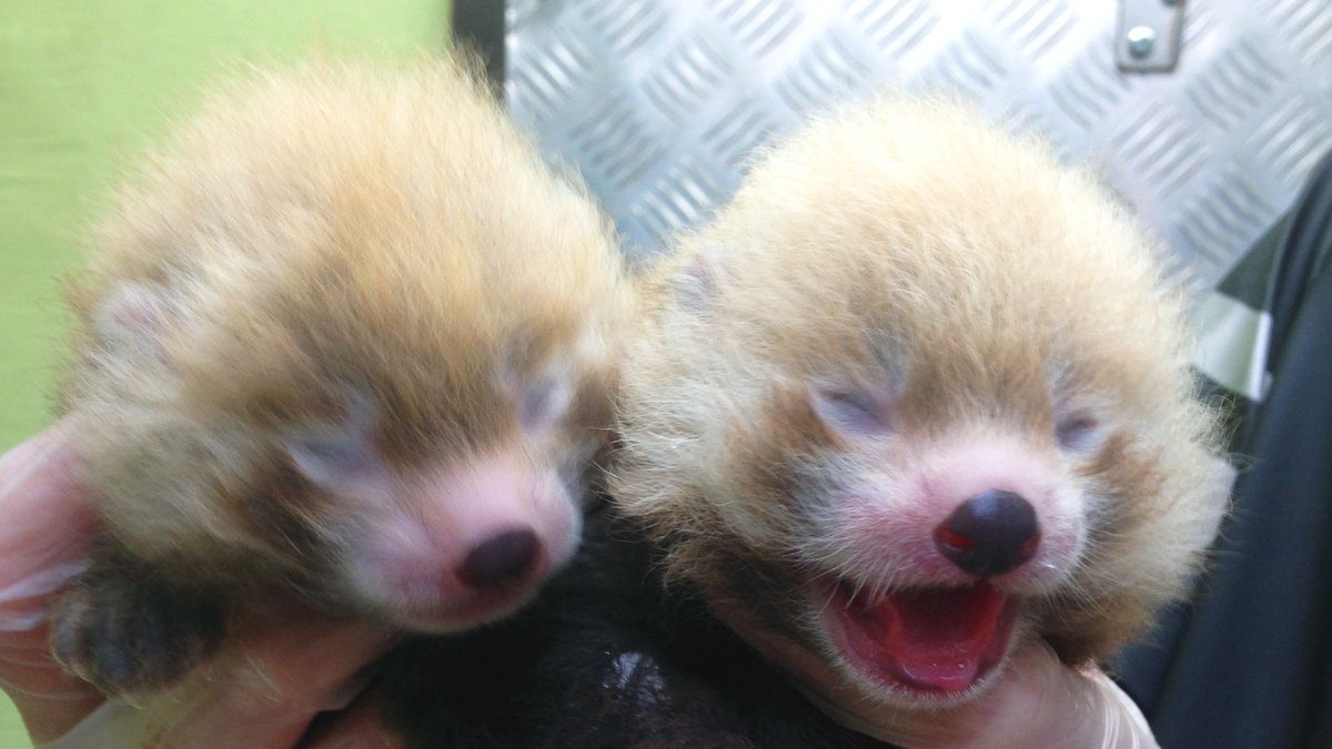 Pandaungarna föddes i juni.