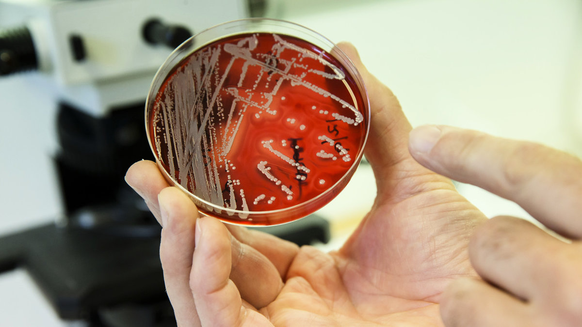 Antibiotikaresistenta bakterier i ett laboratorium. Arkivbild.