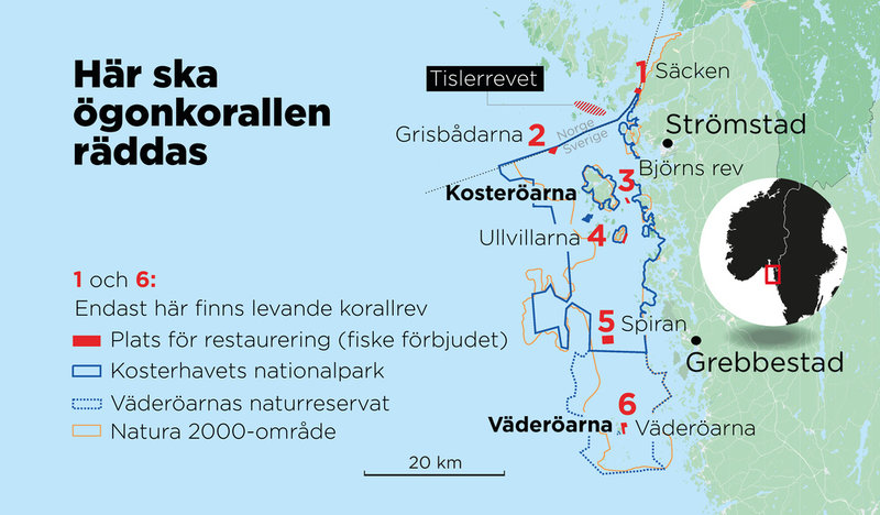 I dag finns det bara levande korallrev kvar på två platser i svenska vatten: Väderöarna och Säcken.