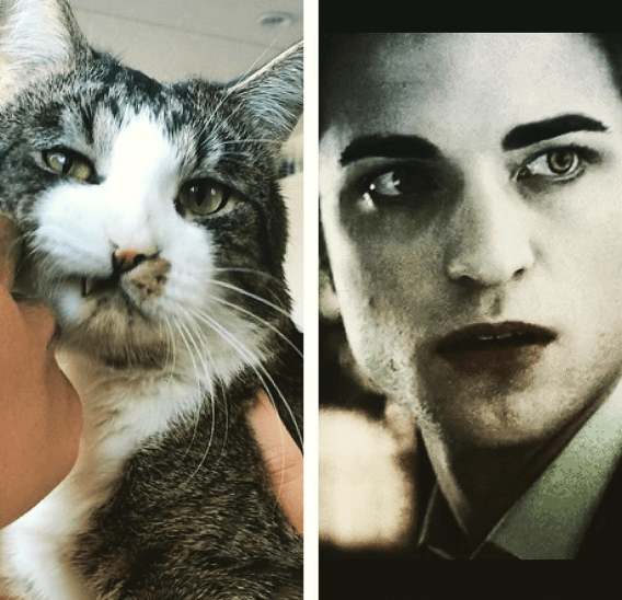 Twilight-hunken Edward Cullen. Twilight-hunken Edward Cullen.