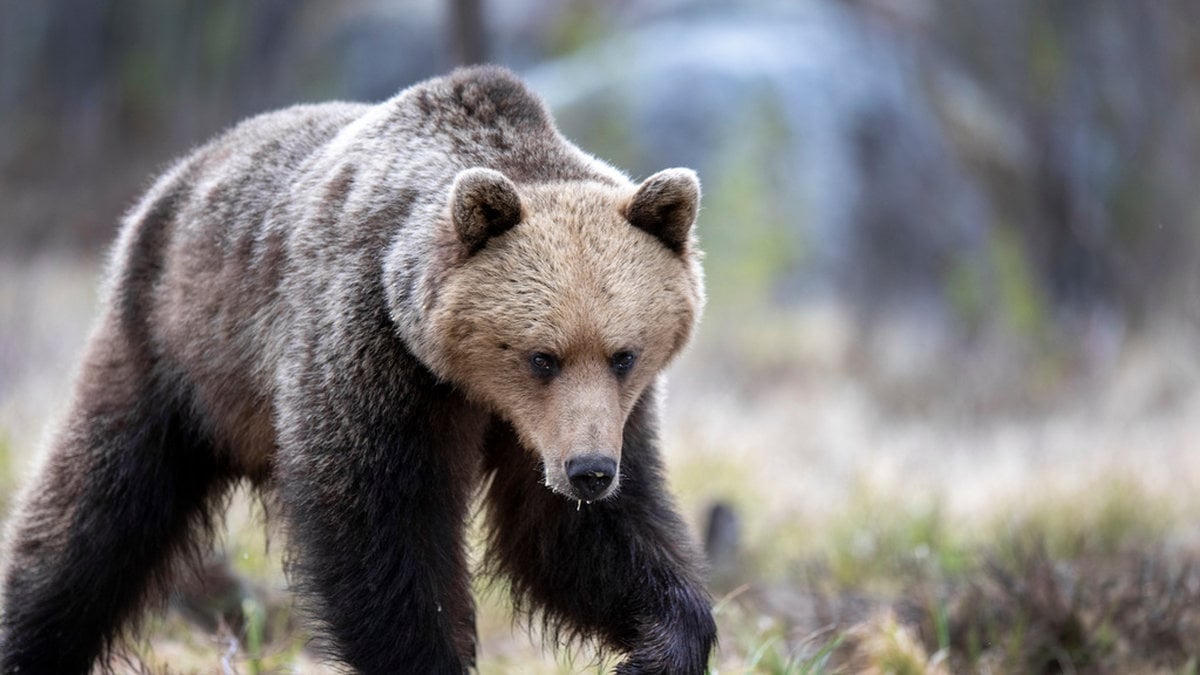 En jägare skadades i ansiktet när han attackerades av en björn i Ljusdal. Arkivbild.