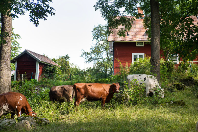 Mjölkkor betar på gårdens naturbetesmarker.