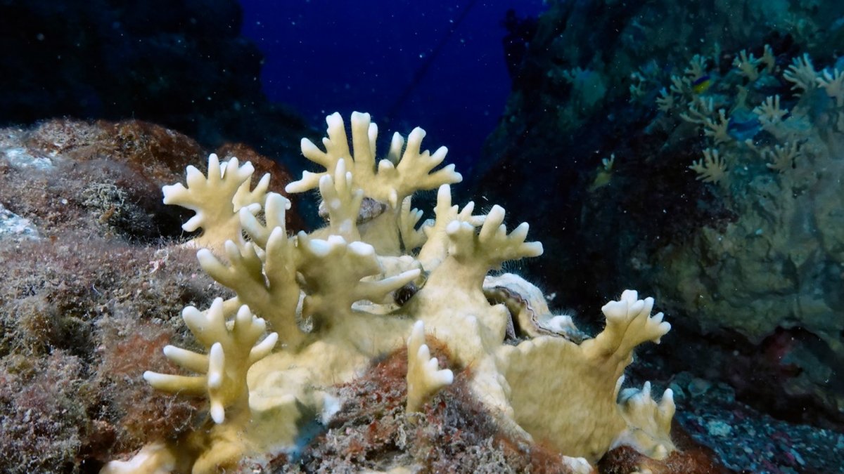 Blekt korall i Mexikanska golfen. Arkivbild.