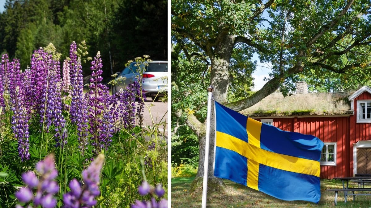 Får man plocka lupiner i sommar? Det här gäller från 15 maj
