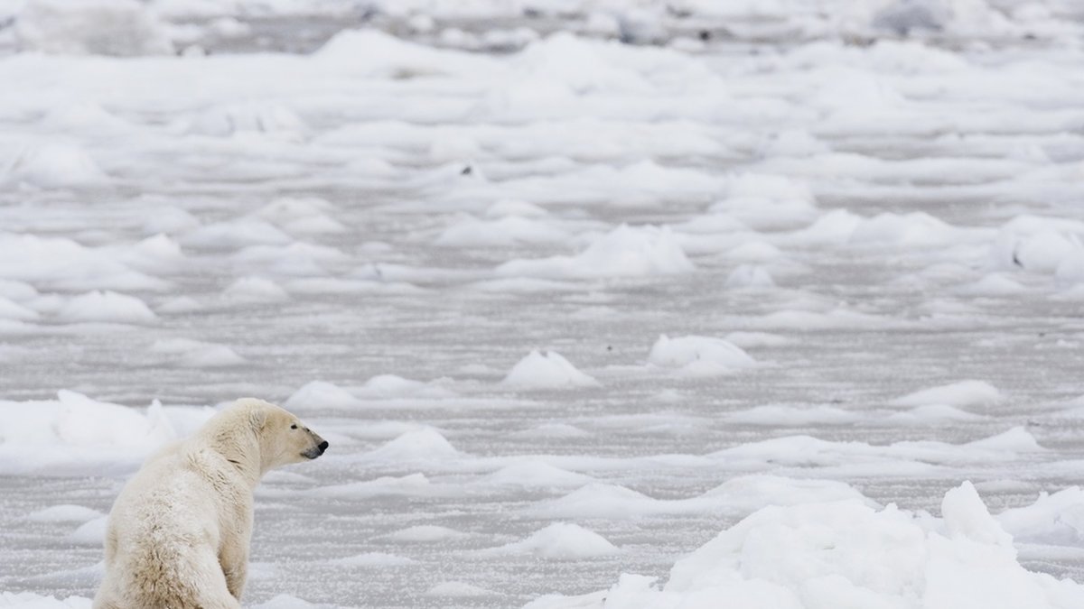 Det finns omkring 25 000 isbjörnar i världen – men arten hotas av ett allt varmare klimat. Arkivbild.