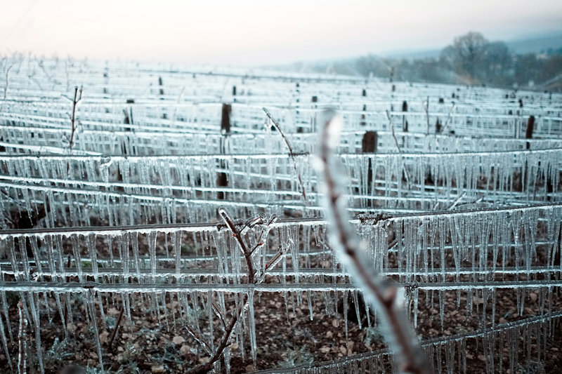 Istapparna hänger från vinrankorna i Chablis.