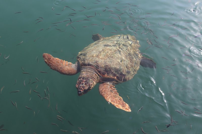 Caretta Caretta