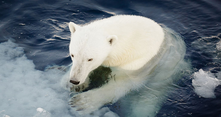 Svalbard, Global Uppvärmning, Isbjörn, Klimat