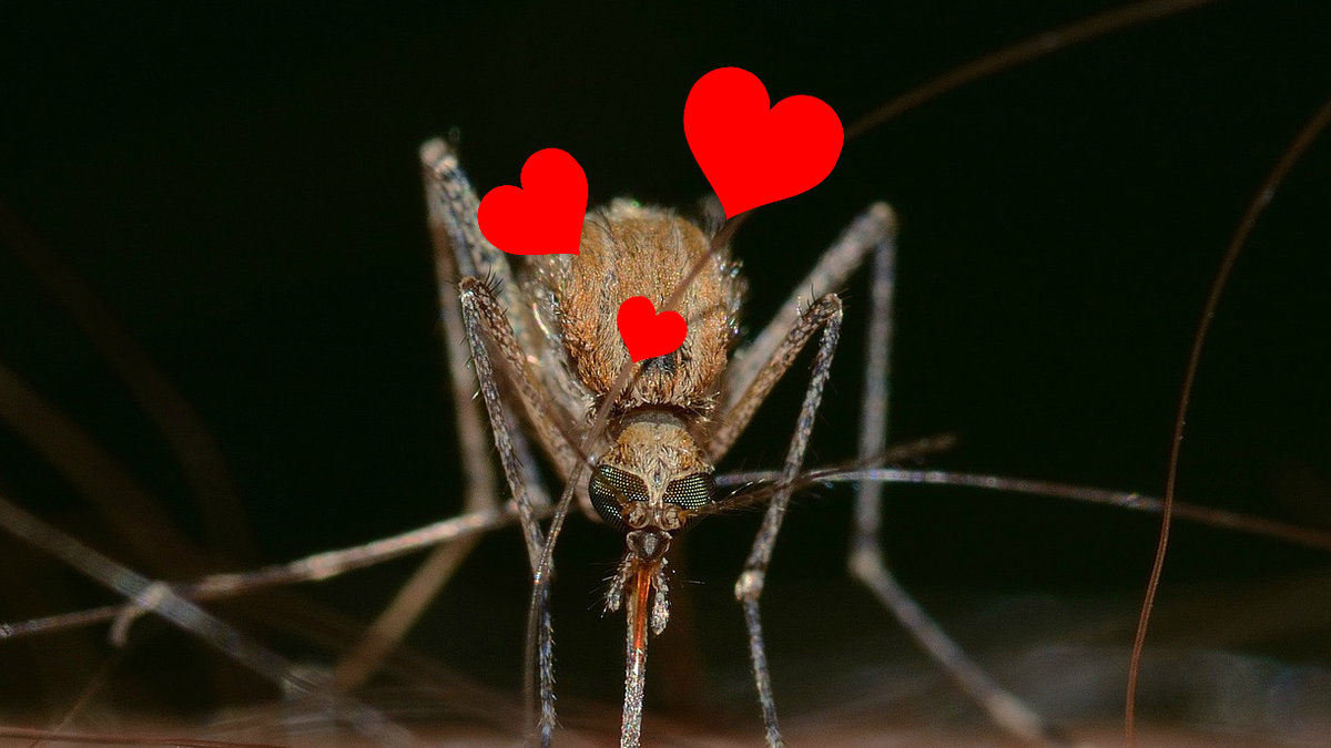 Myggor gillar dig mer om du andas ut massor med koldioxid och precis har tränat. 