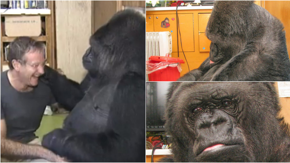 Gorillan Koko sörjer sin bortgångna vän.