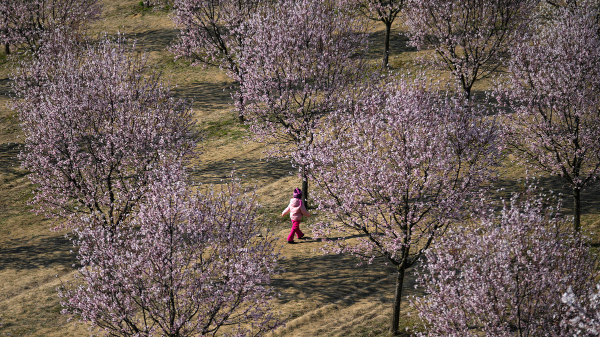 Träd blommar ovanligt tidigt, den 19 mars, i Hustopece i Tjeckien. Landet har haft en av de varmaste vintrarna som har uppmätts.