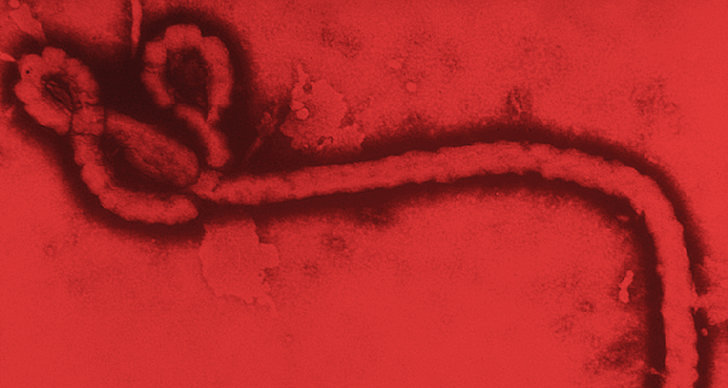 Ebola, sperma, WHO