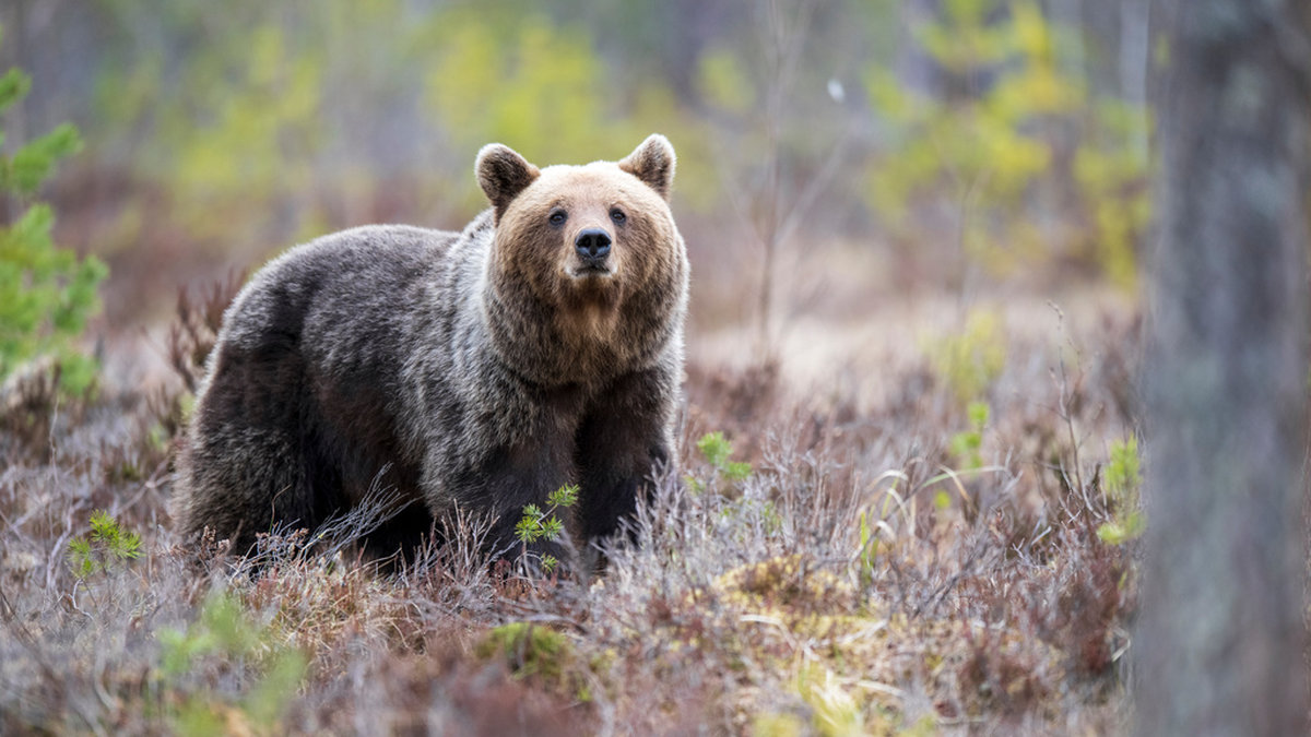 Björnar har mycket god hörsel och gott luktsinne, och känner ofta när en människa är på väg, enligt rovdjursexpert Benny Gäfvert. Arkivbild.