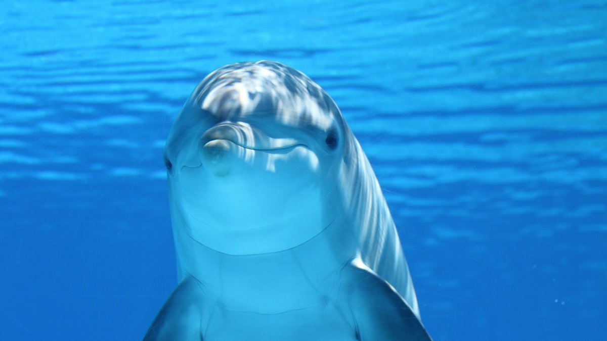 Delfiner verkar vara mycket bättre på att prata än vi tidigare trott.