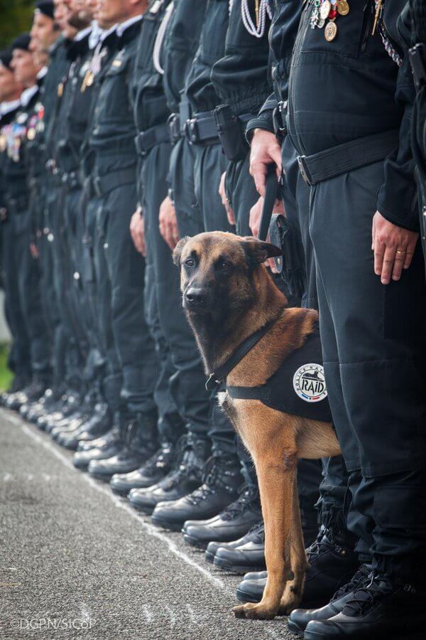 Hunden Diesel förlorade livet under räderna mot terroristerna i Saint-Denis.