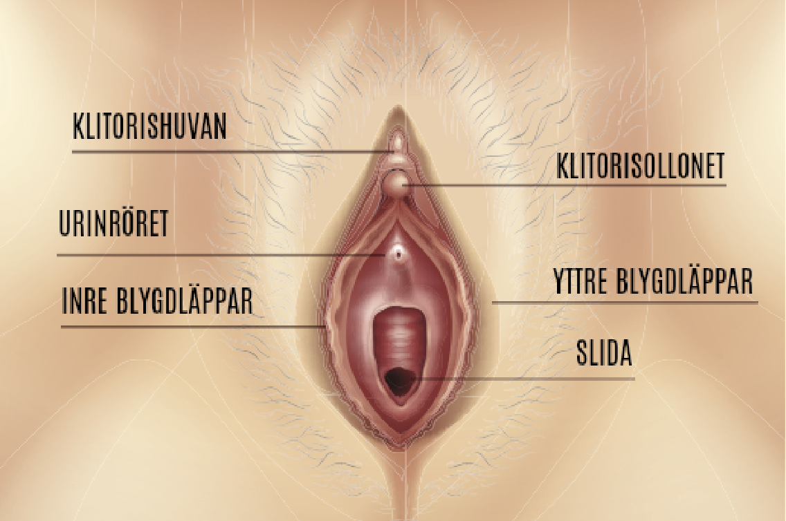 Svullen Klitoris