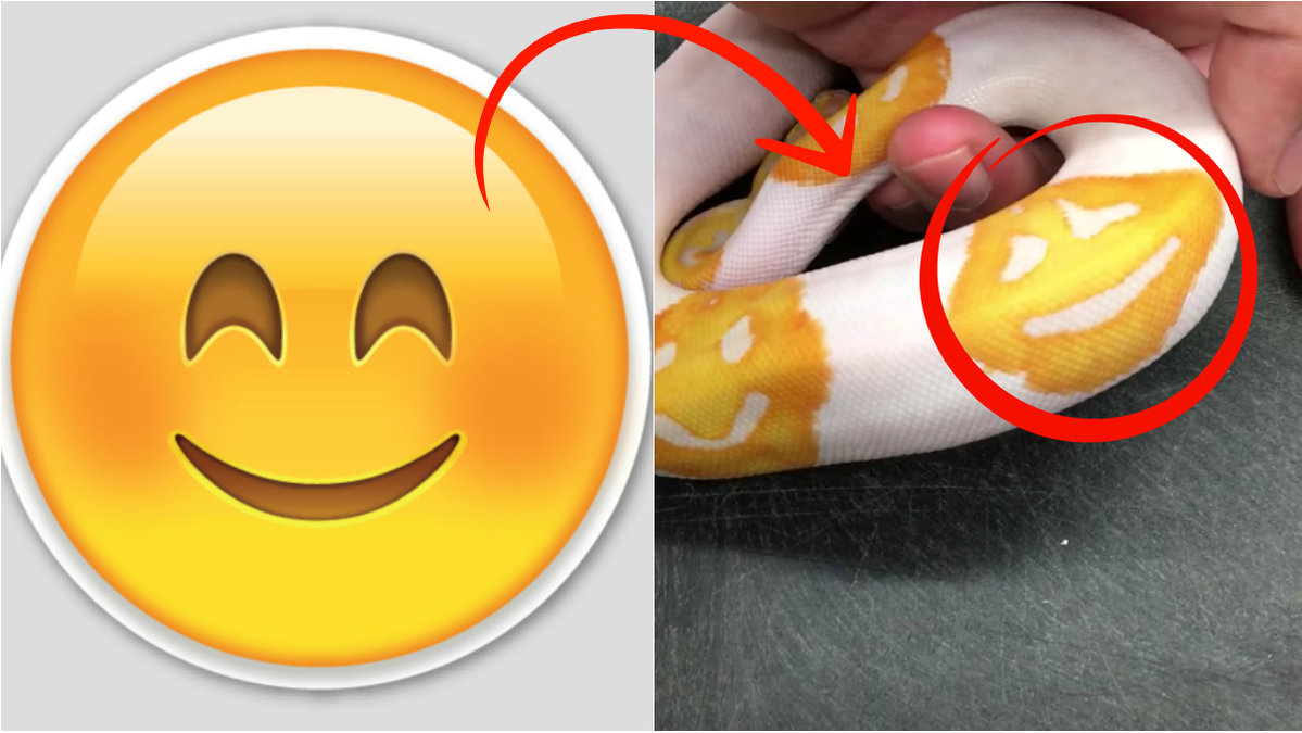 Möt världens första emoji-orm!