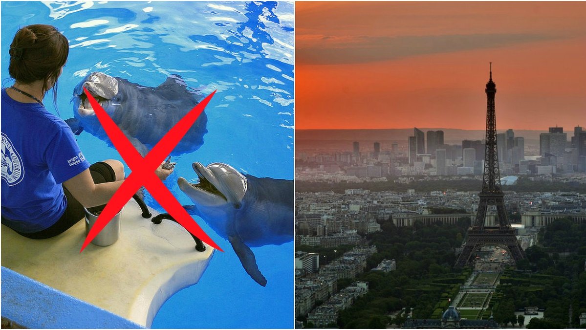 Nu förbjuder Frankrike uppfödning av delfiner och späckhuggare på djurparker. 