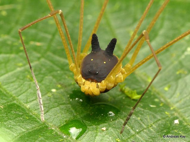Bunny Harvestman Bunny Harvestman
