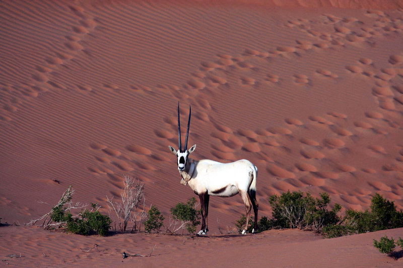 En oryx, som tillhör antilopfamiljen. Fotot är från Abu Dabhis naturvårdsmyndighhet. Arkivbild.