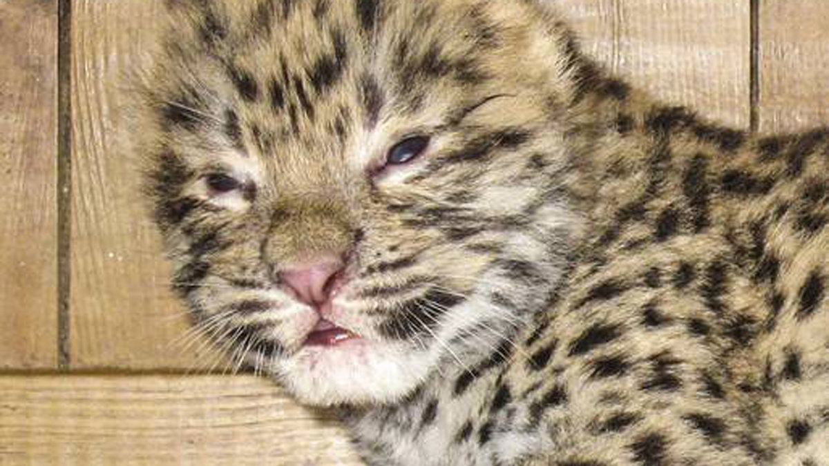 Amurleoparden föddes i juni förra året.