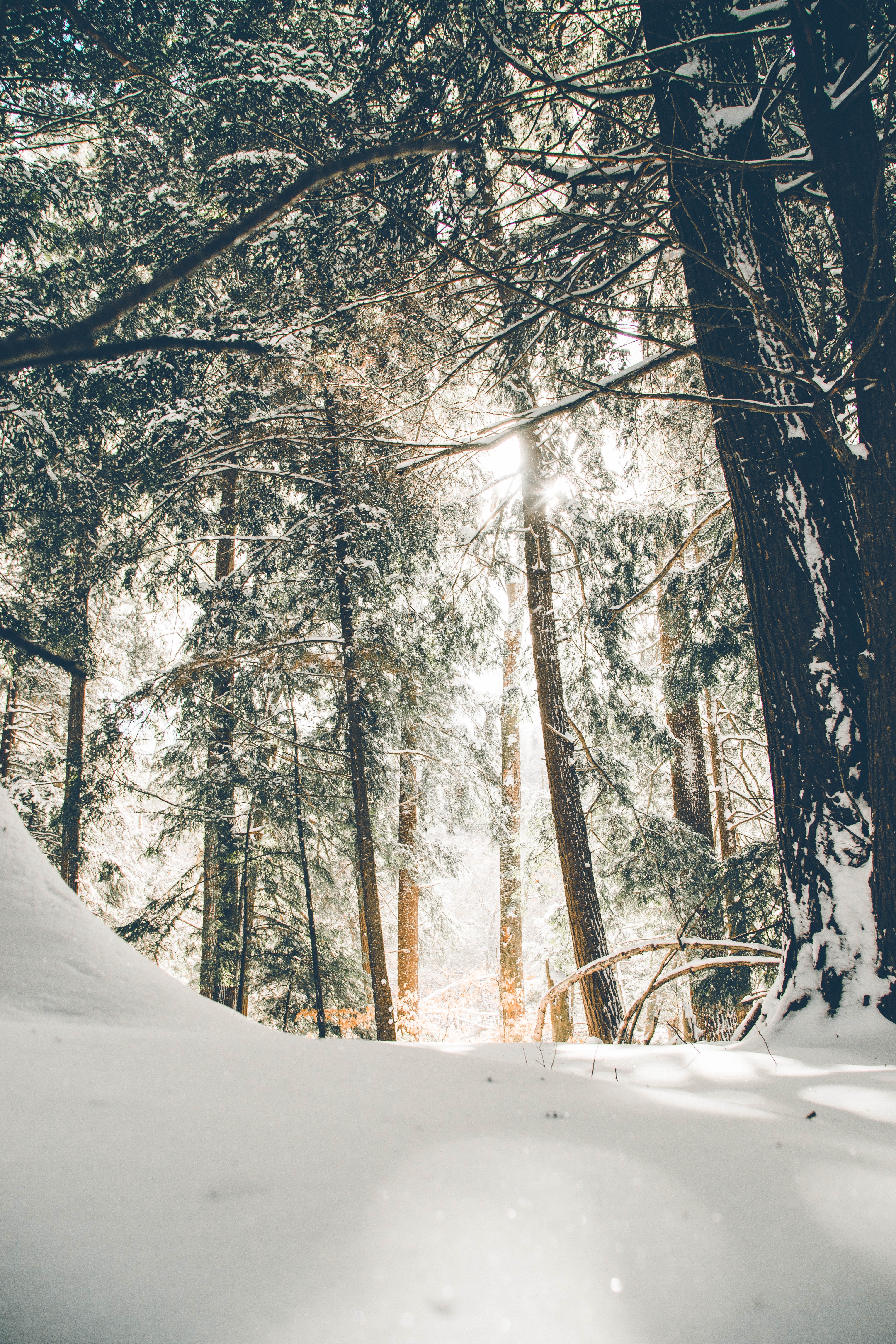 Vinter Vinter