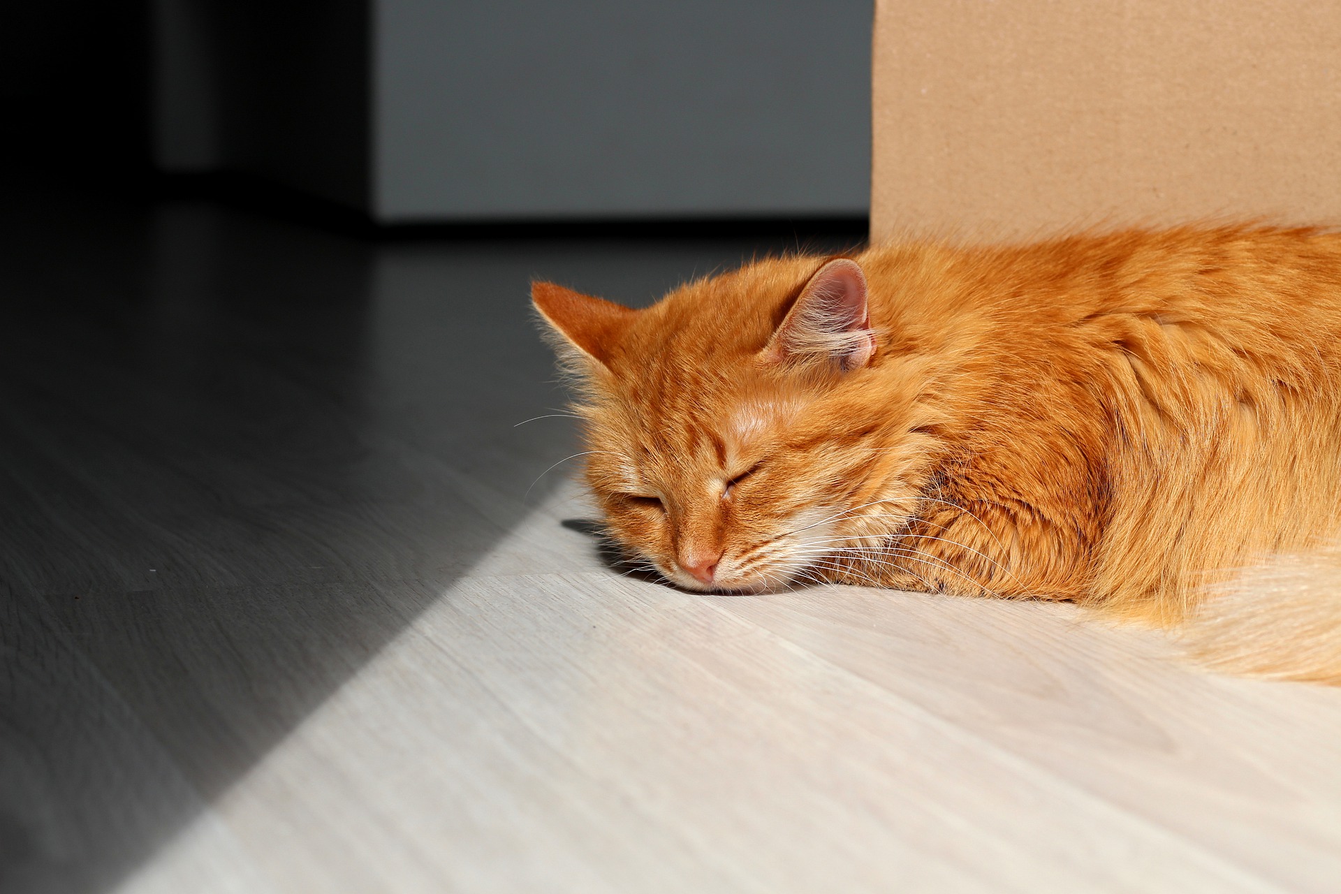 Katt Katt