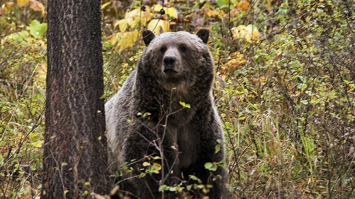 Grizzlybjörnar ses som en hotad art i USA. Arkivbild.