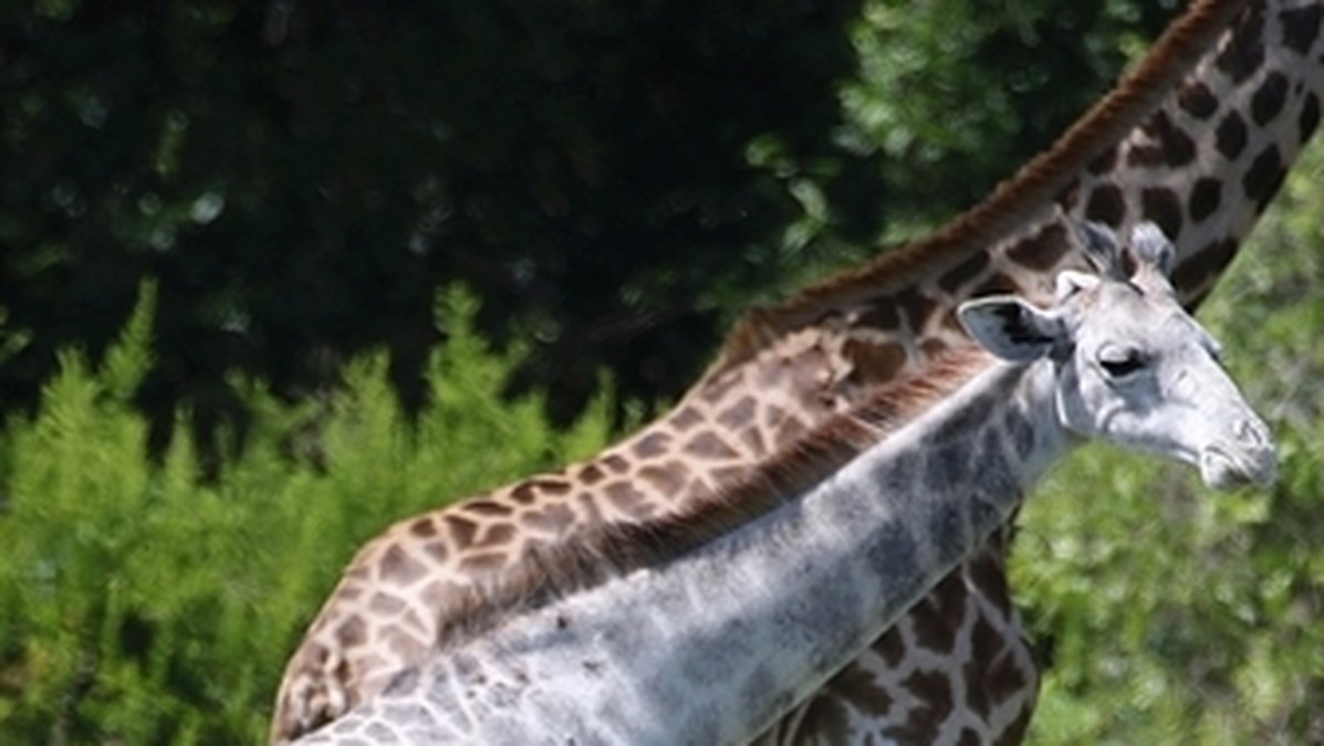 Vilken tur att den inte är utstött av resten av girafferna!