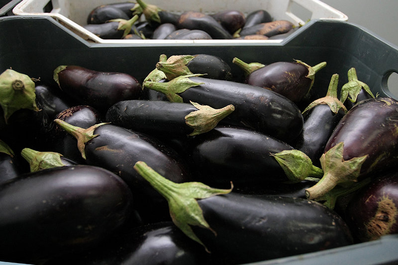 Aubergine