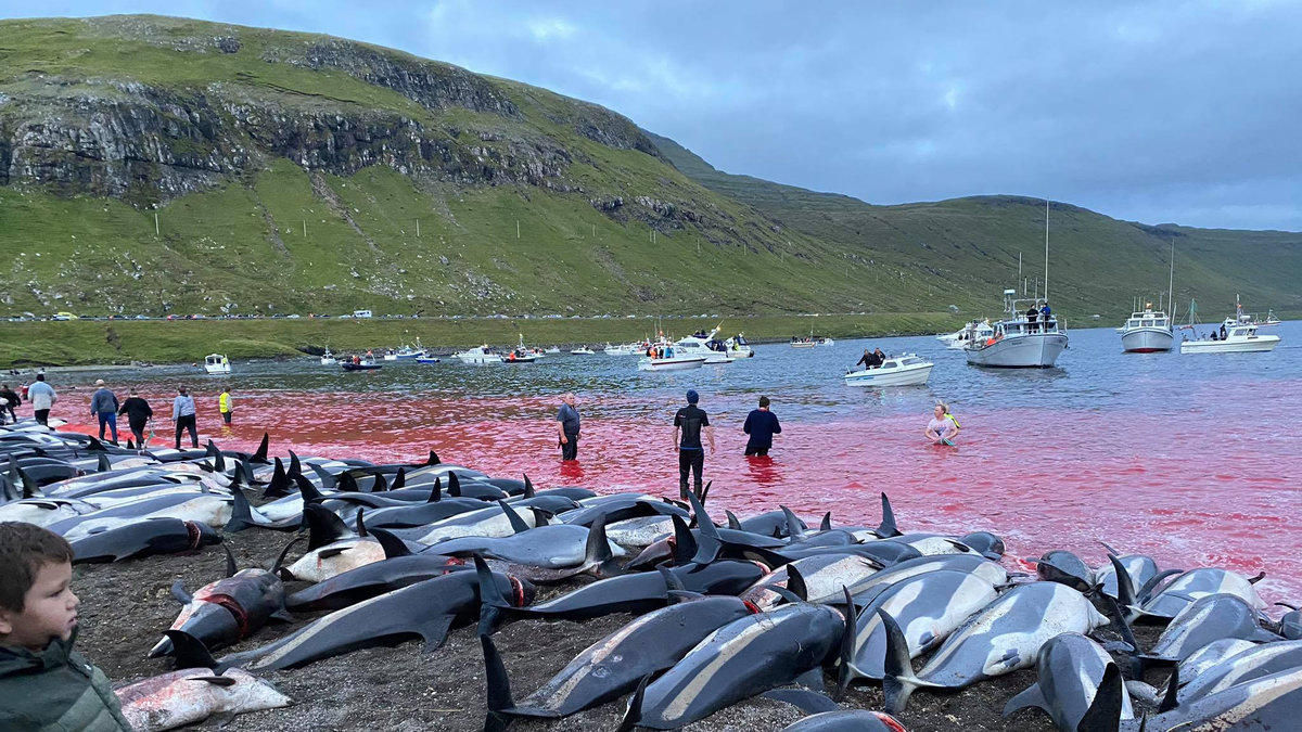 Jakten skedde vid ön Eysturoy på Färöarna där vattnet färgats rött av blodet från de 1400 vitsidingarna.
